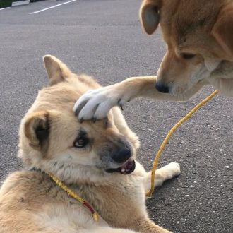 女子から共感の嵐!「仲良くない人から頭ぽんぽんされたときの女子」の表情を犬が再現