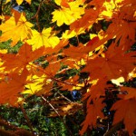 紅葉を観に行く前に観ておきたいNAVERまとめ6つ
