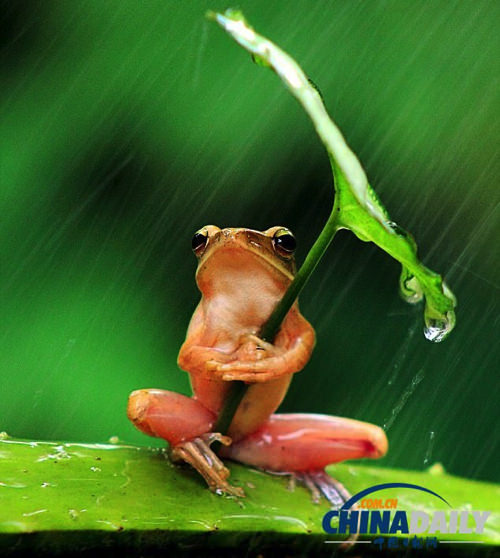 Frog umbrella 2