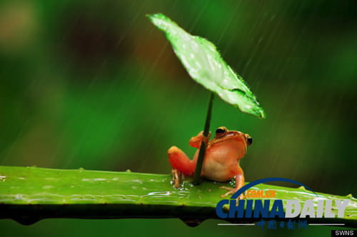 Frog umbrella 4