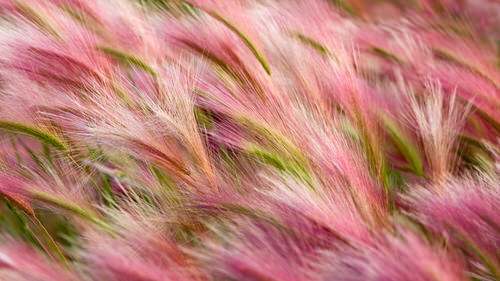 Foxtail barley