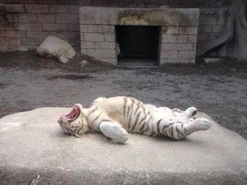 Twitter whitetiger