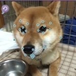 【衝撃画像】iPhoneアプリで犬にギャルメイクした画像が話題