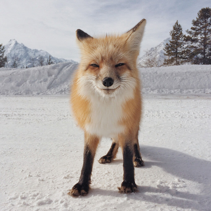 IPhone Photography Awards 2014 animal