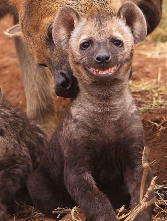 Smiling animals 12