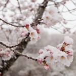 「雪桜」が綺麗すぎて寒さも忘れるとTwitterで話題