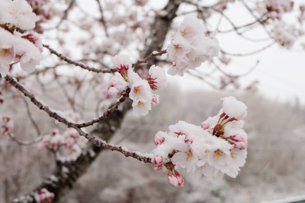 「雪桜」が綺麗すぎて寒さも忘れるとTwitterで話題