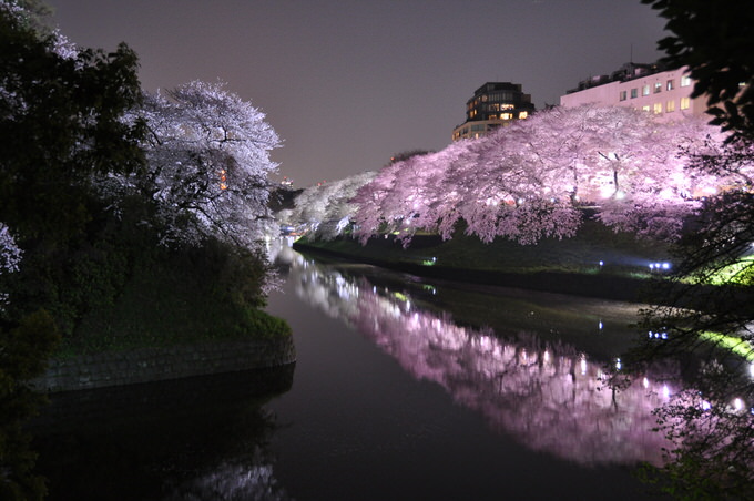 これは絶景！千鳥ヶ淵の桜が美しすぎると話題