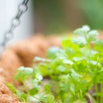 マジか!「パクチーの匂いは、カメムシの匂いと同じ成分」