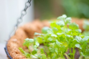 マジか!「パクチーの匂いは、カメムシの匂いと同じ成分」