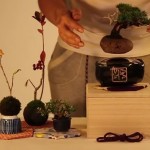 浮いてる!未来の盆栽「Air Bonsai」がキックスターターで資金調達達成!