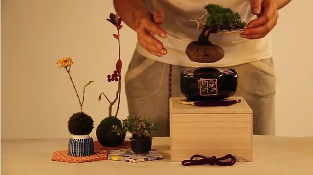 浮いてる！未来の盆栽「Air Bonsai」がキックスターターで資金調達達成！