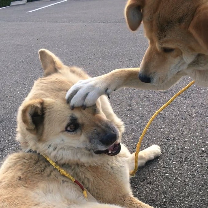 女子から共感の嵐！「仲良くない人から頭ぽんぽんされたときの女子」の表情を犬が再現