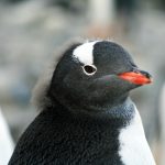 可愛すぎ!紙でできたカラクリ「ペンギン爆弾」の動画に海外からも反響