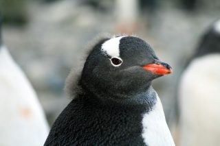 可愛すぎ！紙でできたカラクリ「ペンギン爆弾」の動画に海外からも反響