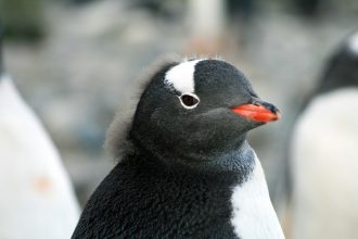 可愛すぎ!紙でできたカラクリ「ペンギン爆弾」の動画に海外からも反響