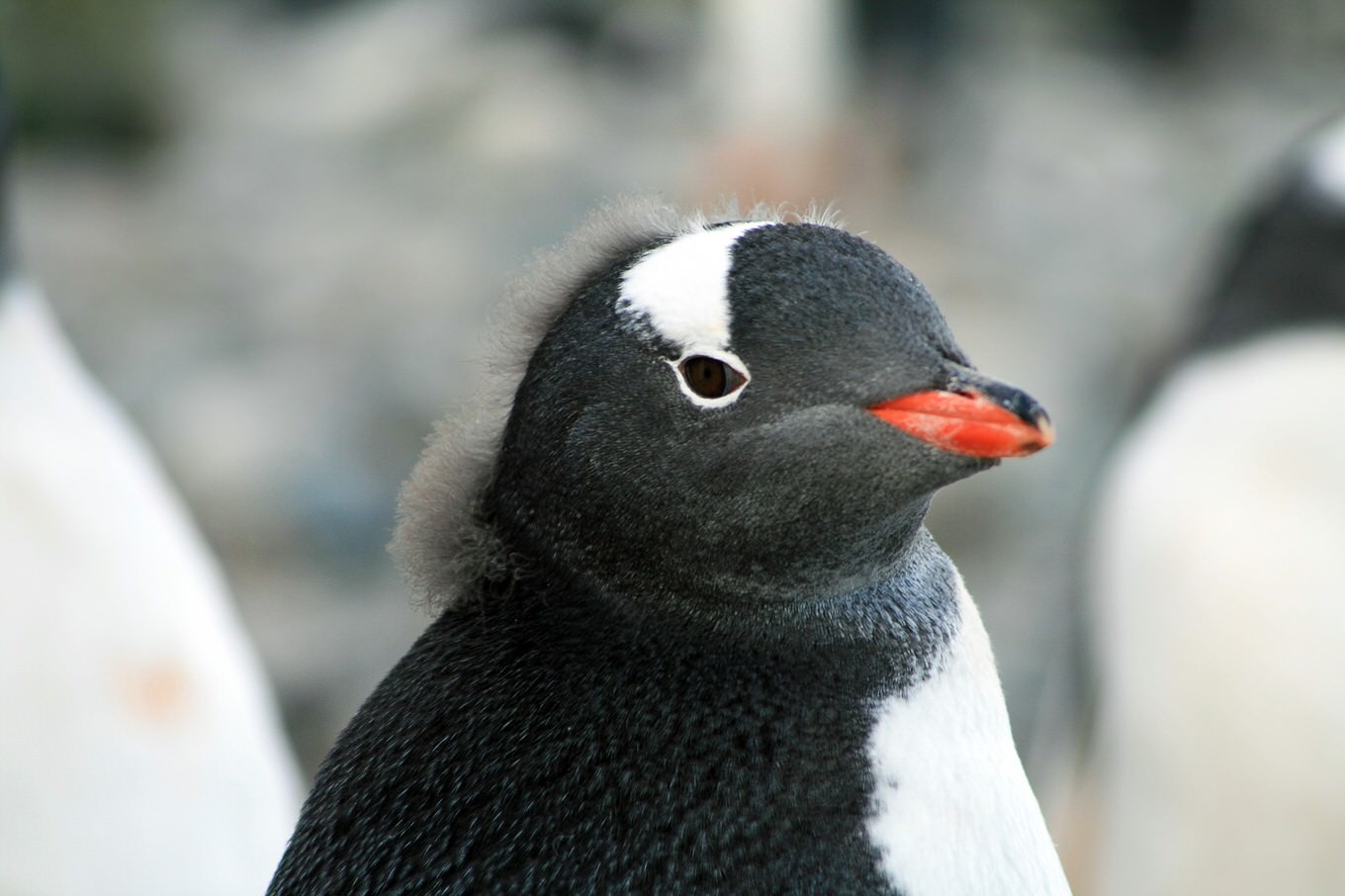 可愛すぎ！紙でできたカラクリ「ペンギン爆弾」の動画に海外からも反響