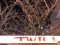 twillo-4 twillo-4