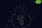 line-fireworks line-fireworks