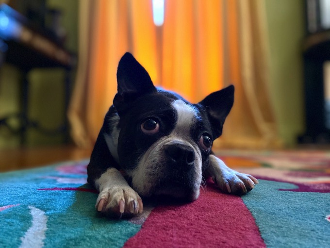 Apple_iphone_11-dog-portrait-mode-091019