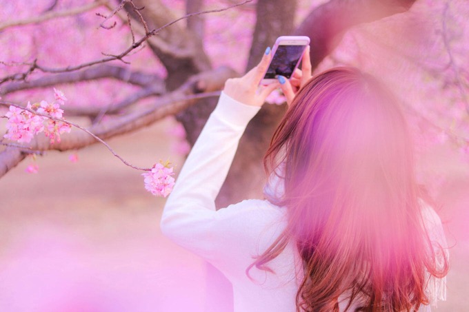 sakura